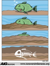 Fish becomes a fossil?