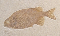 A fossil