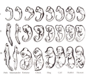 Haeckel's drawings